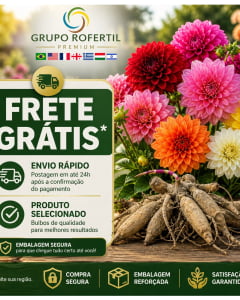 Kit 05 Bulbos Dália Cores Variadas – Comece Seu Jardim Hoje